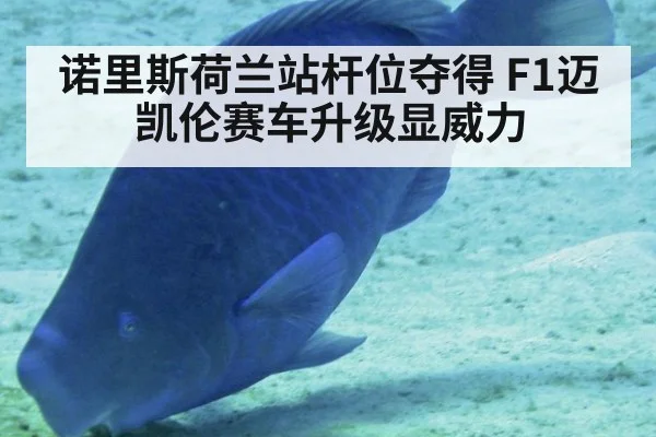 诺里斯荷兰站杆位夺得 F1迈凯伦赛车升级显威力